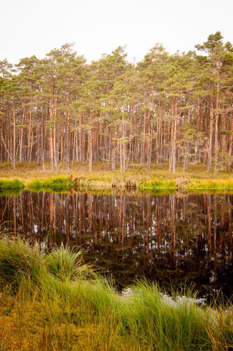 Purezers Lake Trail – Distance, Difficulty & Practical Tips (Latvia)