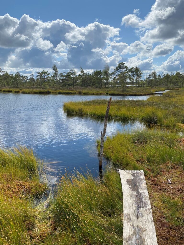 Dunika bog trail boardwalk Latvia