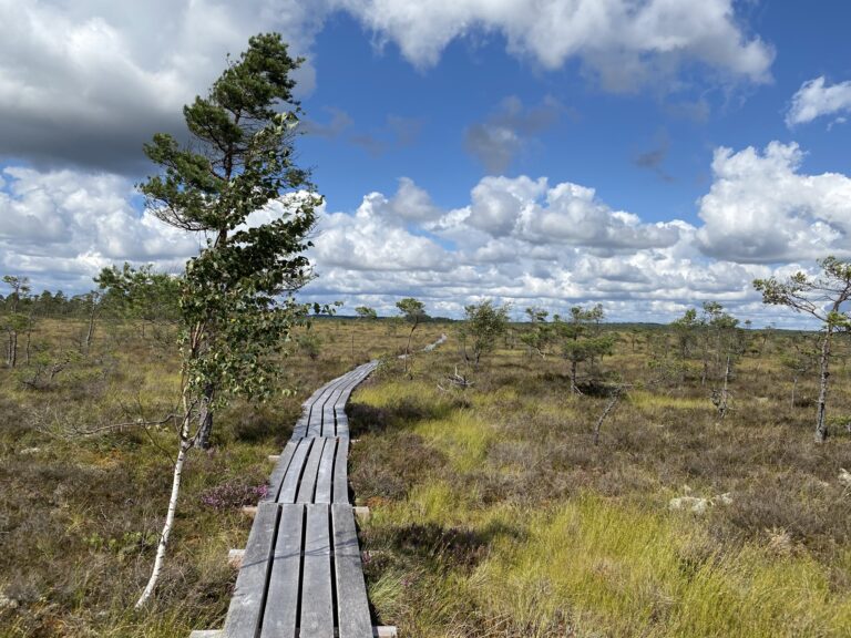 Dunika Bog Trail – A 10 km Boardwalk Hike in Western Latvia