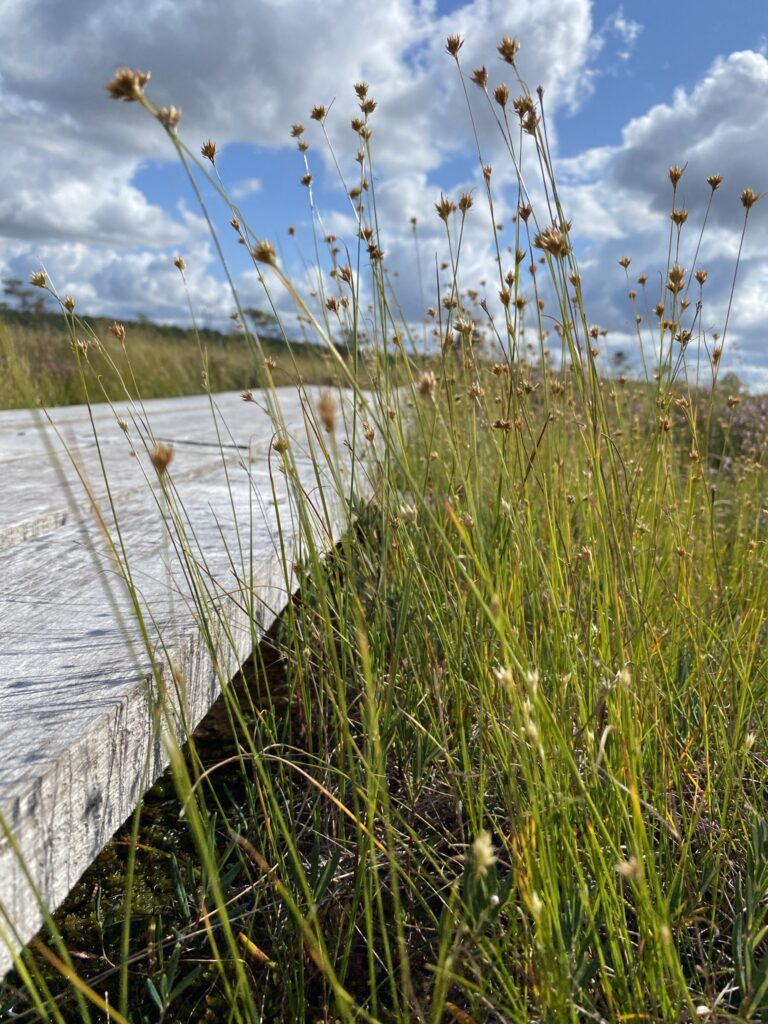 Dunika bog trail boardwalk Latvia