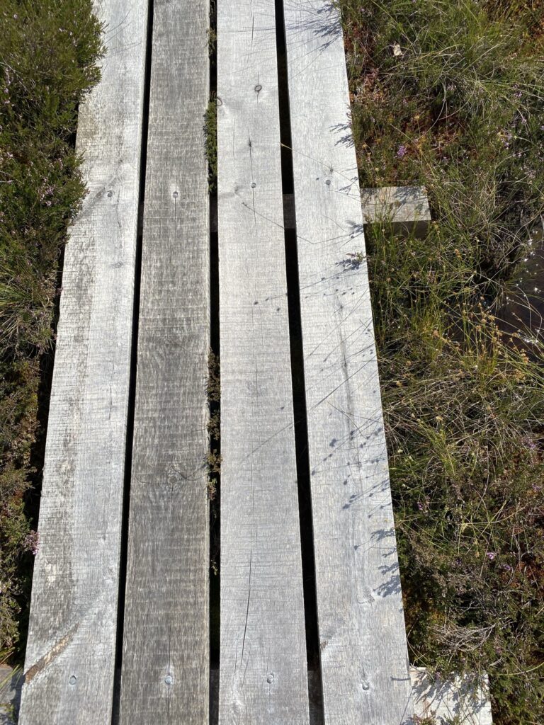 Dunika bog trail boardwalk Latvia