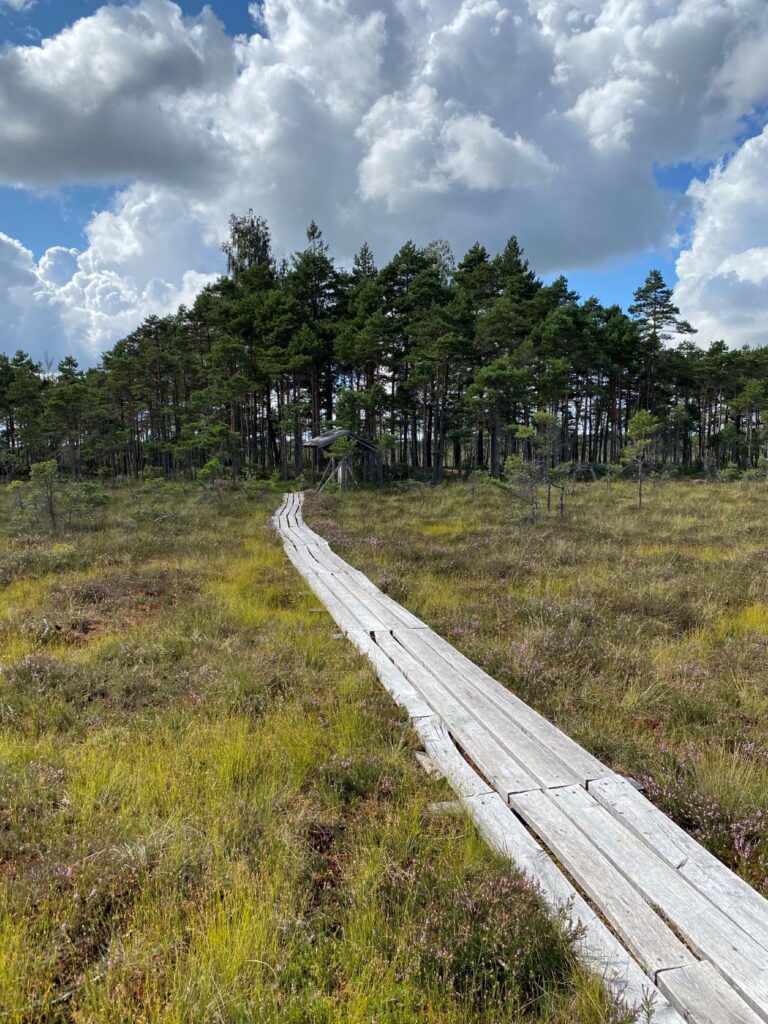 Dunika bog trail boardwalk Latvia