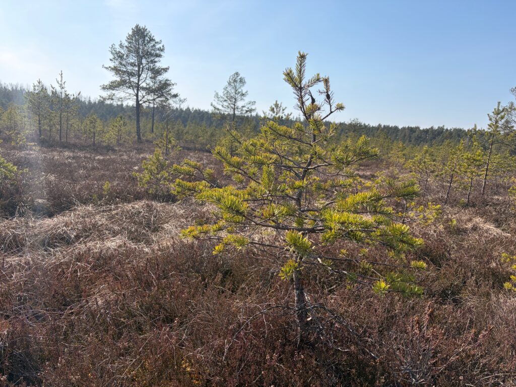 Lielie Kangari bog trail boardwalk Latvia