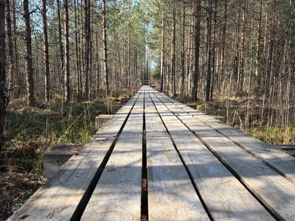 Lielie Kangari bog trail boardwalk Latvia