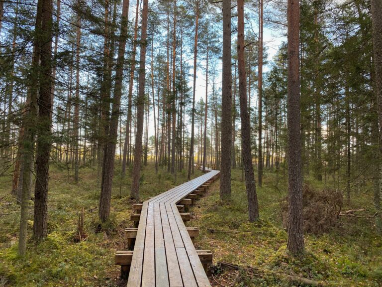 Lielie Kangari Bog Trail Guide – Distance, Difficulty & Practical Tips (Latvia)