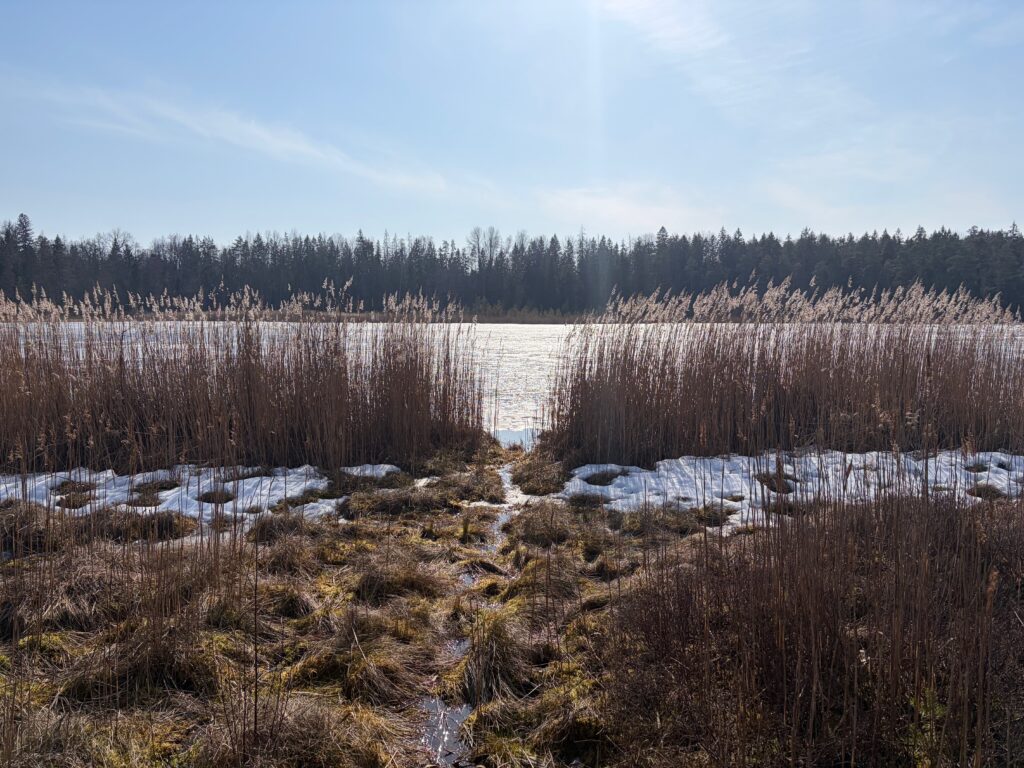 Lielie Kangari bog trail boardwalk Latvia