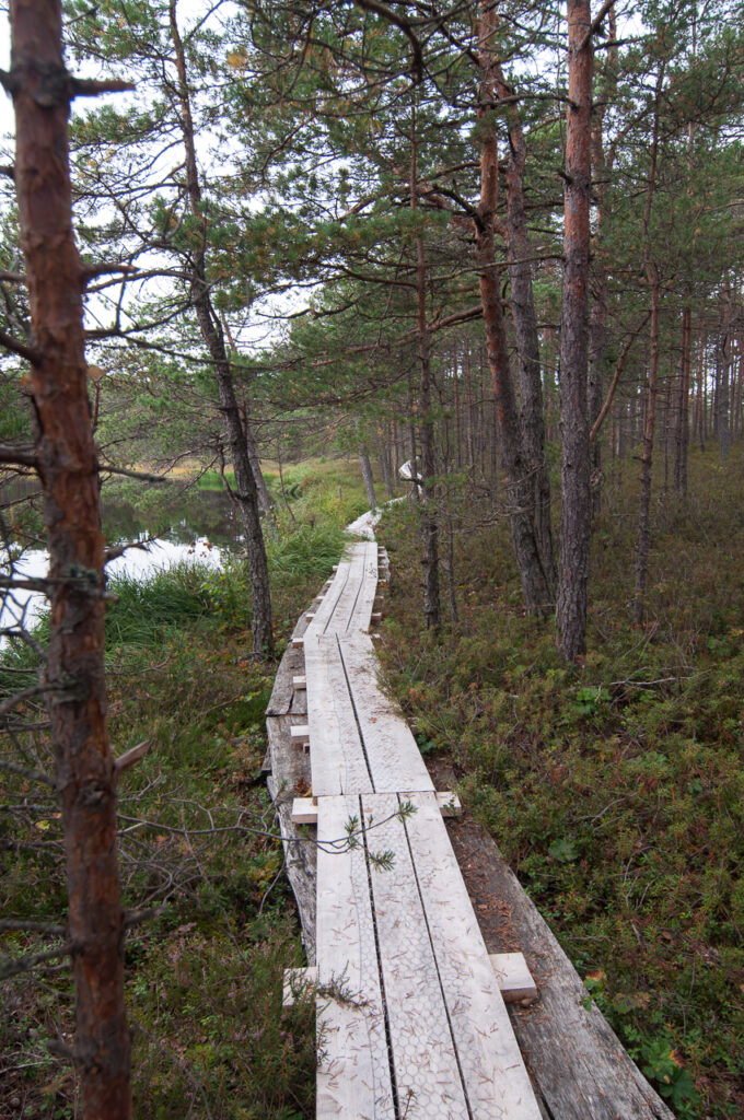Purezera Lake trail boardwalk Latvia