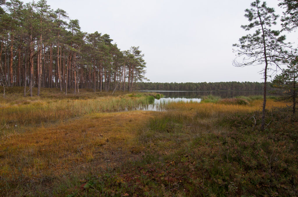 Purezera Lake trail boardwalk Latvia