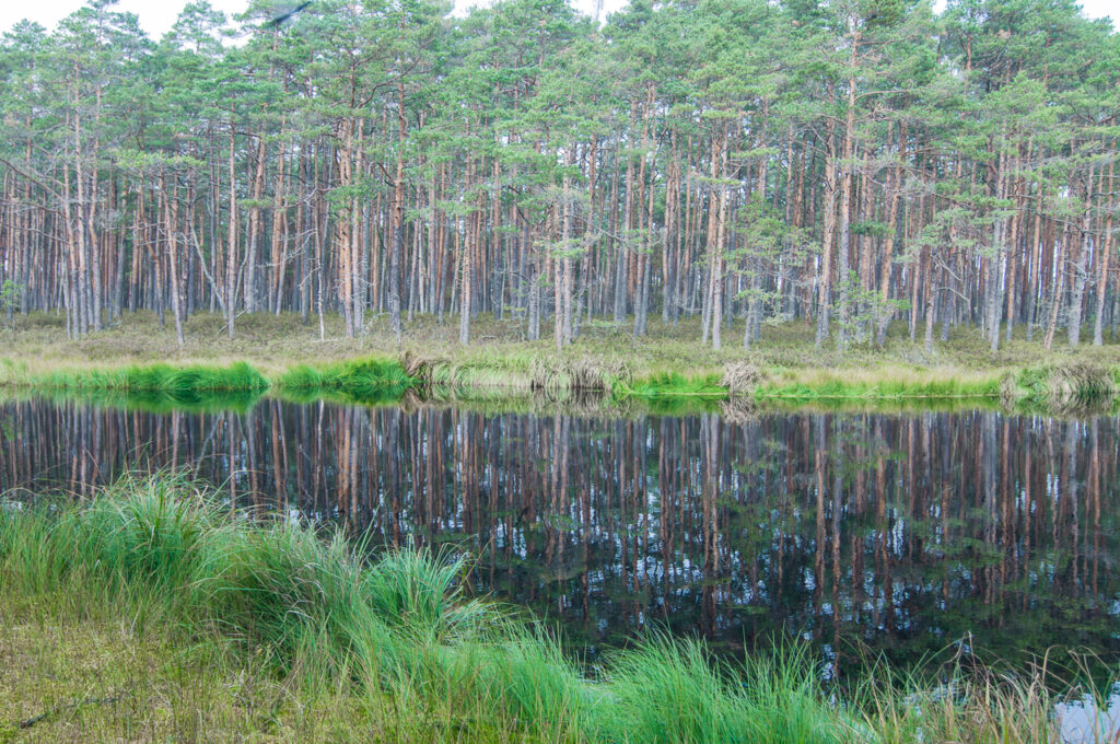 Purezera Lake trail boardwalk Latvia