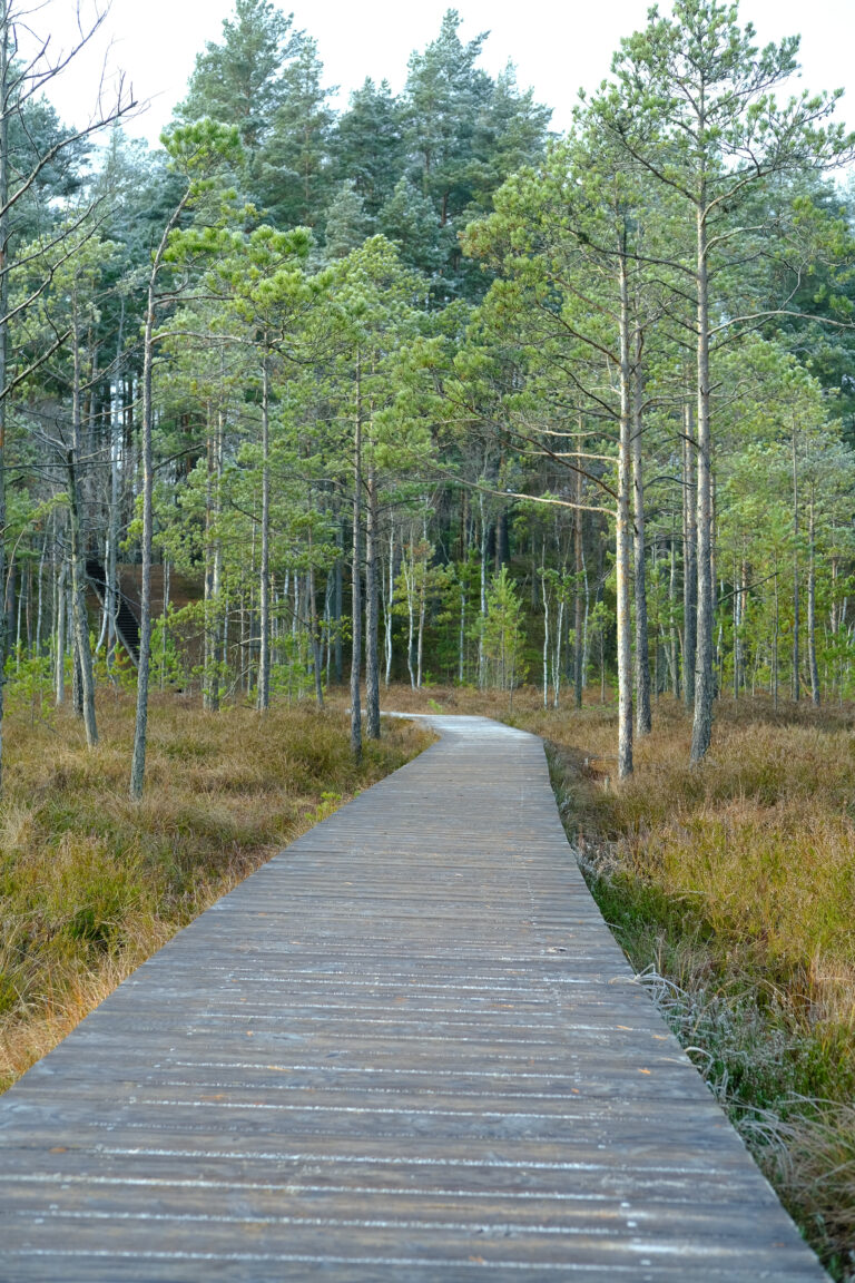 A Short but Remarkable Walk in Čepkeliai – Lithuania’s Largest Bog