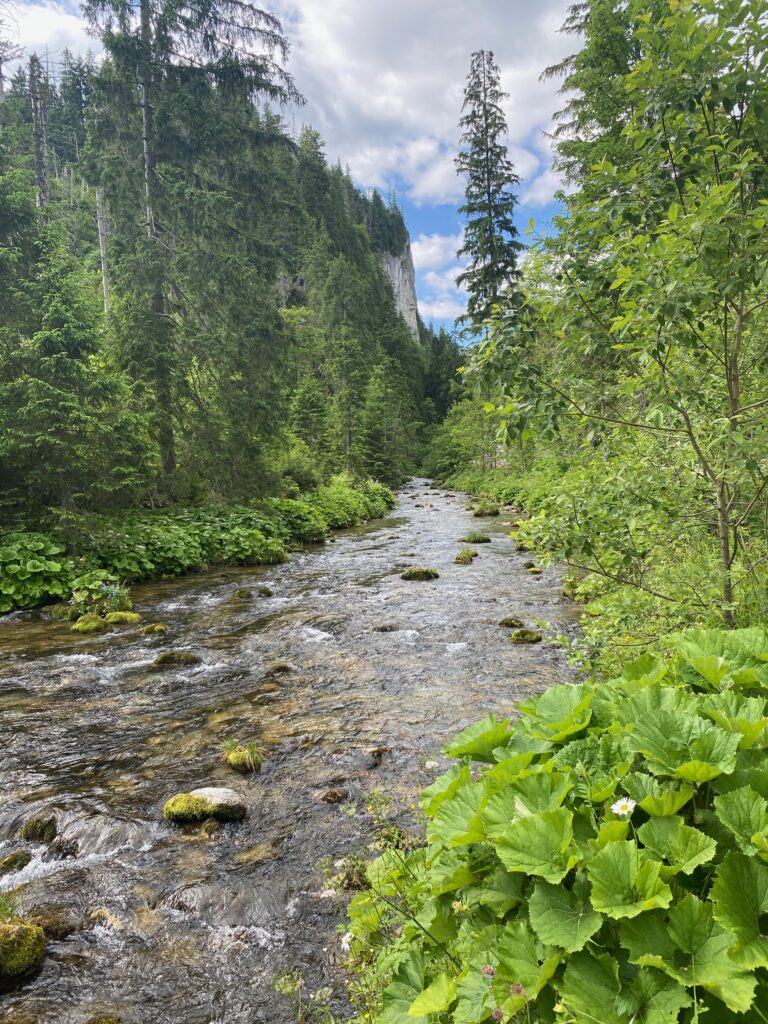 Kościelisko Valley to Małej Łąki Valley (Zakopane)