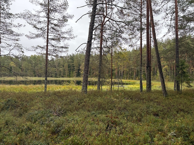 Smiltene Lakes Loop: Hiking to Lake Niedrājs and Its Six Little Brothers